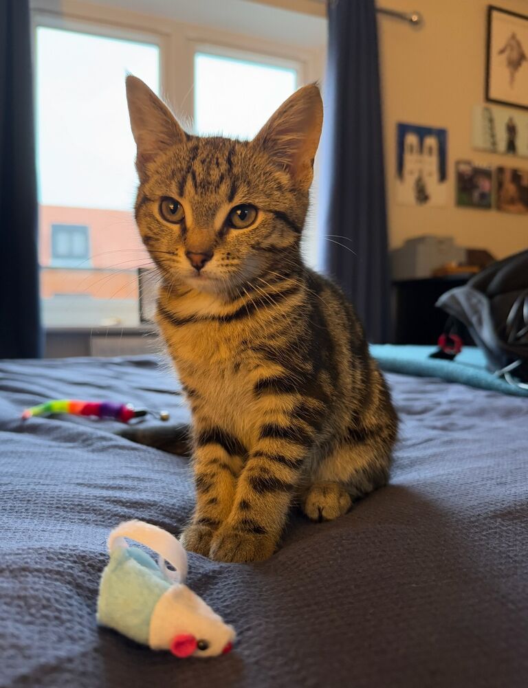 By November the newest member of the family, Havoc, was brought home...
