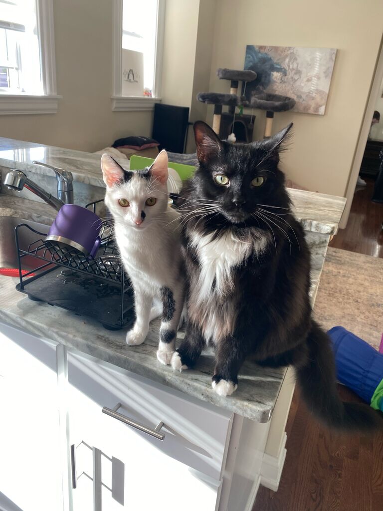 Soon our family of three became four with the addition of Louie! He and Gavin are the best brothers; they love to wrestle, lay on our computer desks, play with toys, and snuggle!