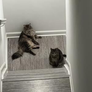 Gallery Photo 8