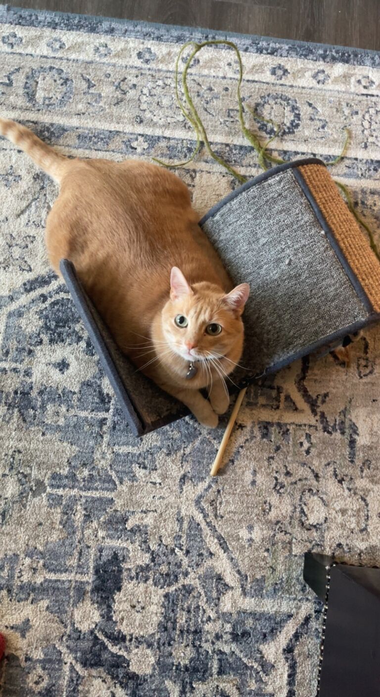 Nugget moved in to make their house a home