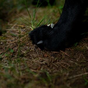 Gallery Photo 18