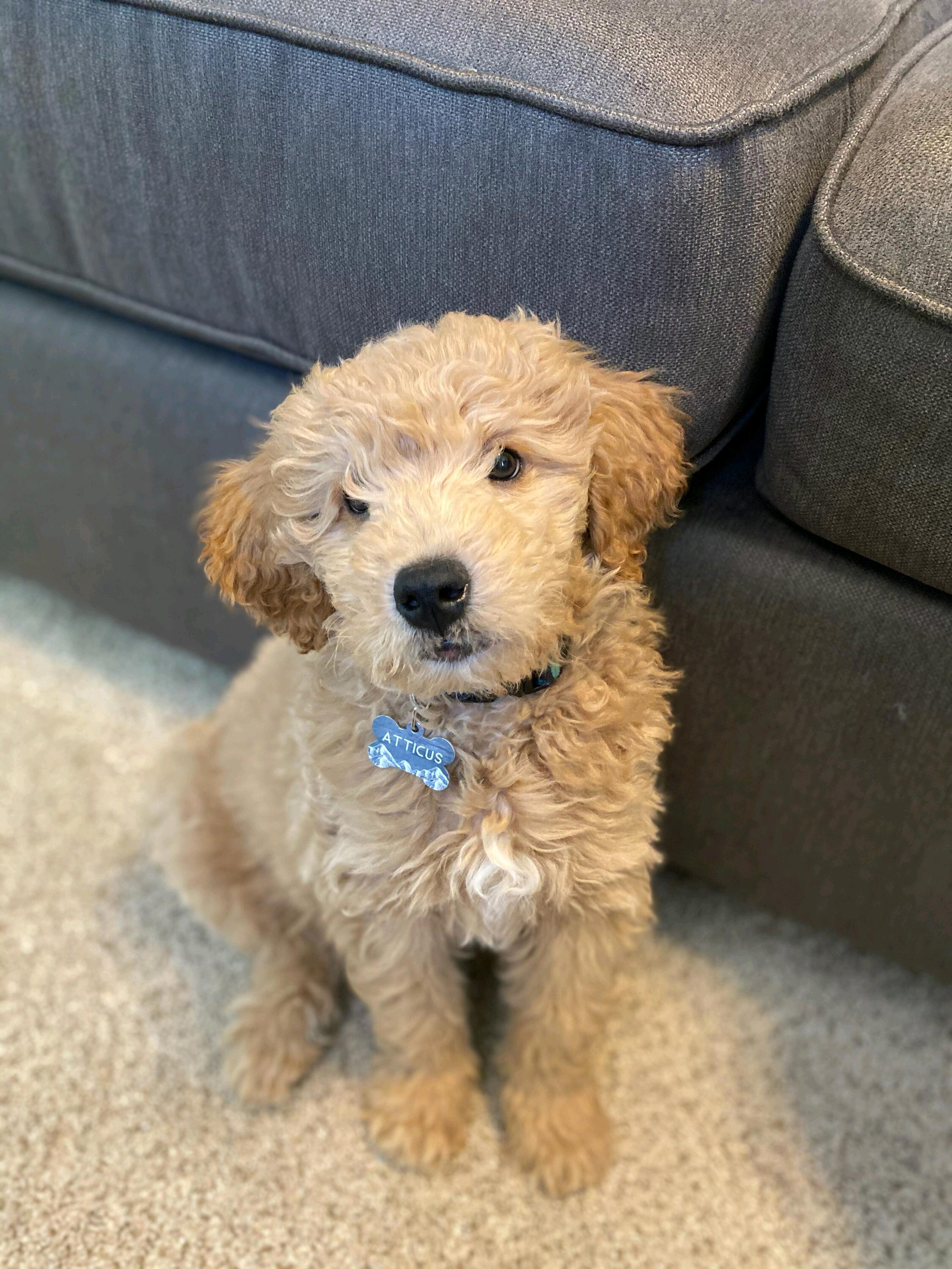 Our little monster Atticus joined the family! 💜