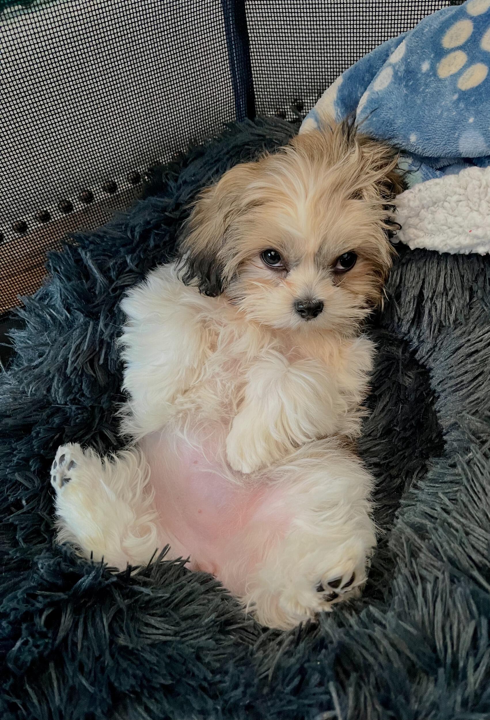 DJ finally got the “killer” dog he always wanted. Milly is 6 pounds of pure sass and chaos, and has made it her full-time job to terrorize her big brother Maverick.