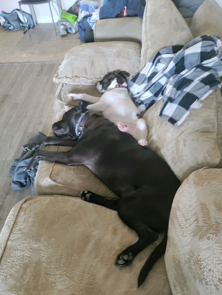 Buddy fell in love immediately.