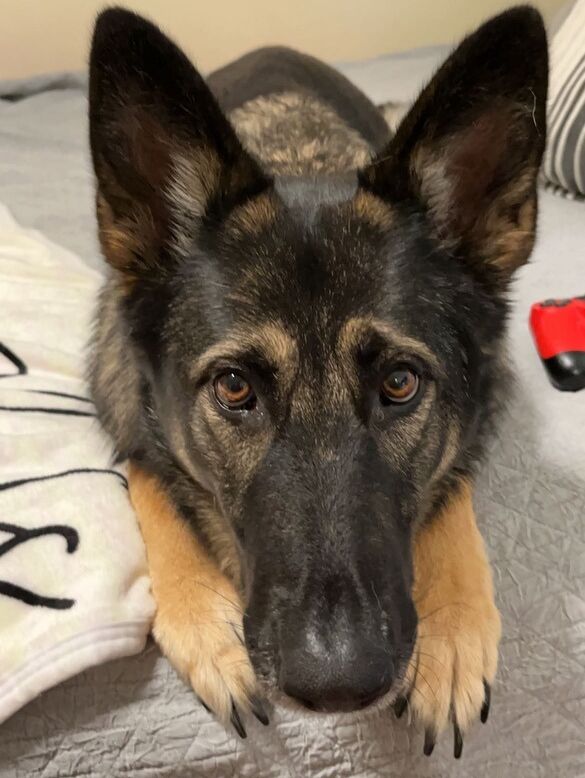 Happy got ya day Zoey Bear! She still hasn't forgiven us for adopting her brother Goose. 