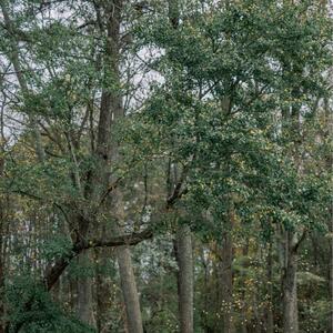Gallery Photo 20