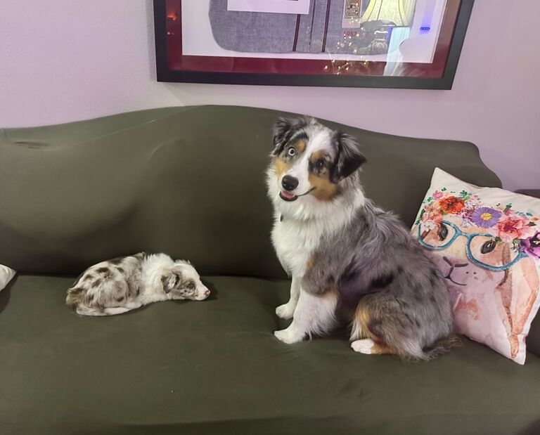 Polo got a little Sister named Luna