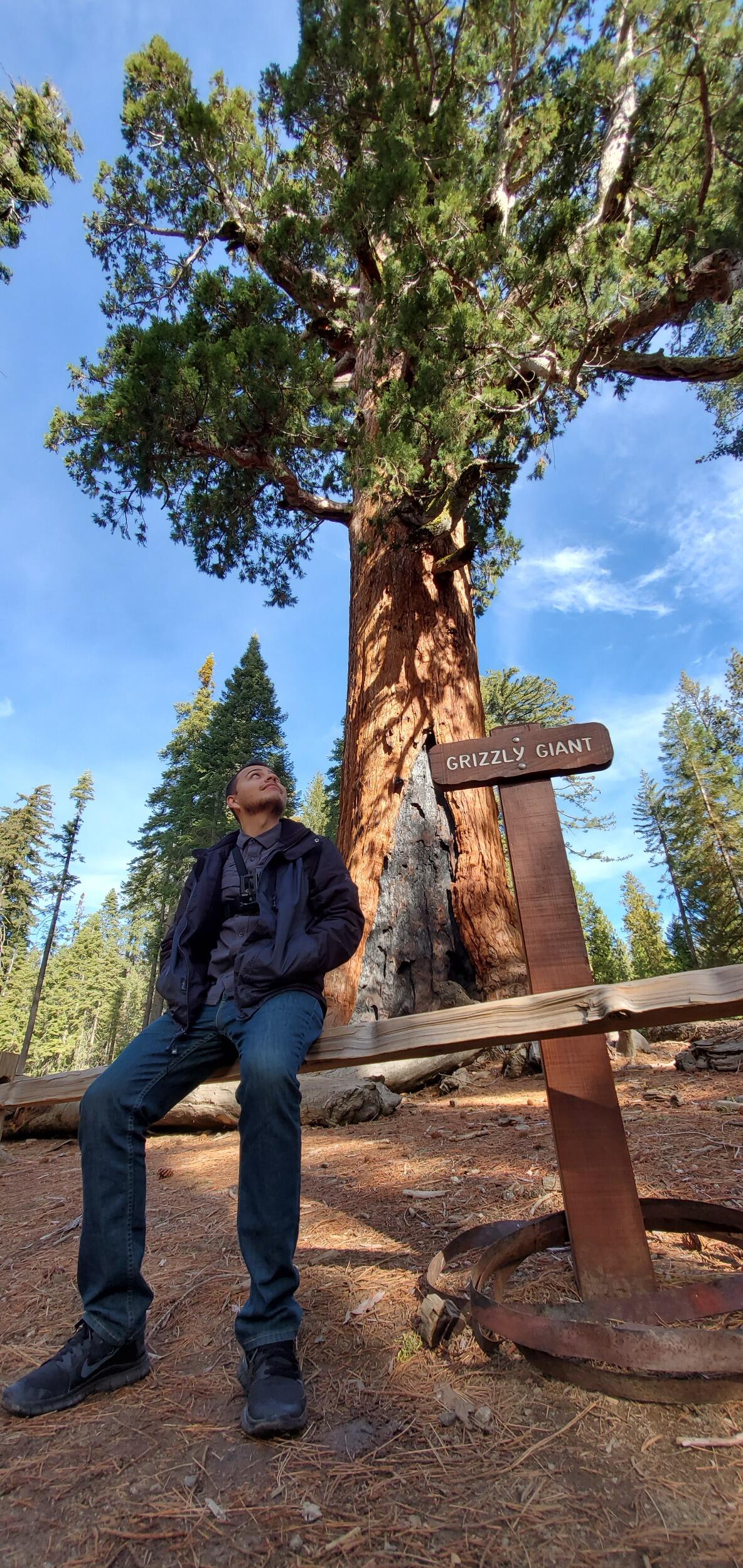Mariposa Grove | Grizzly Giant