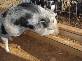 Cricket's Mobile Petting Zoo - Petting Zoo - Kennesaw, GA - Hero Gallery 3