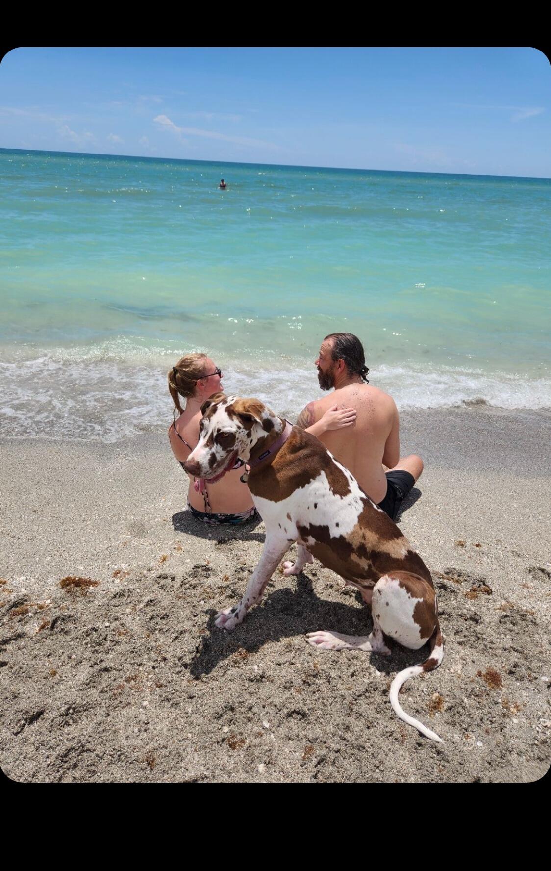 A day at the dog beach with Bailey in Venice, FL