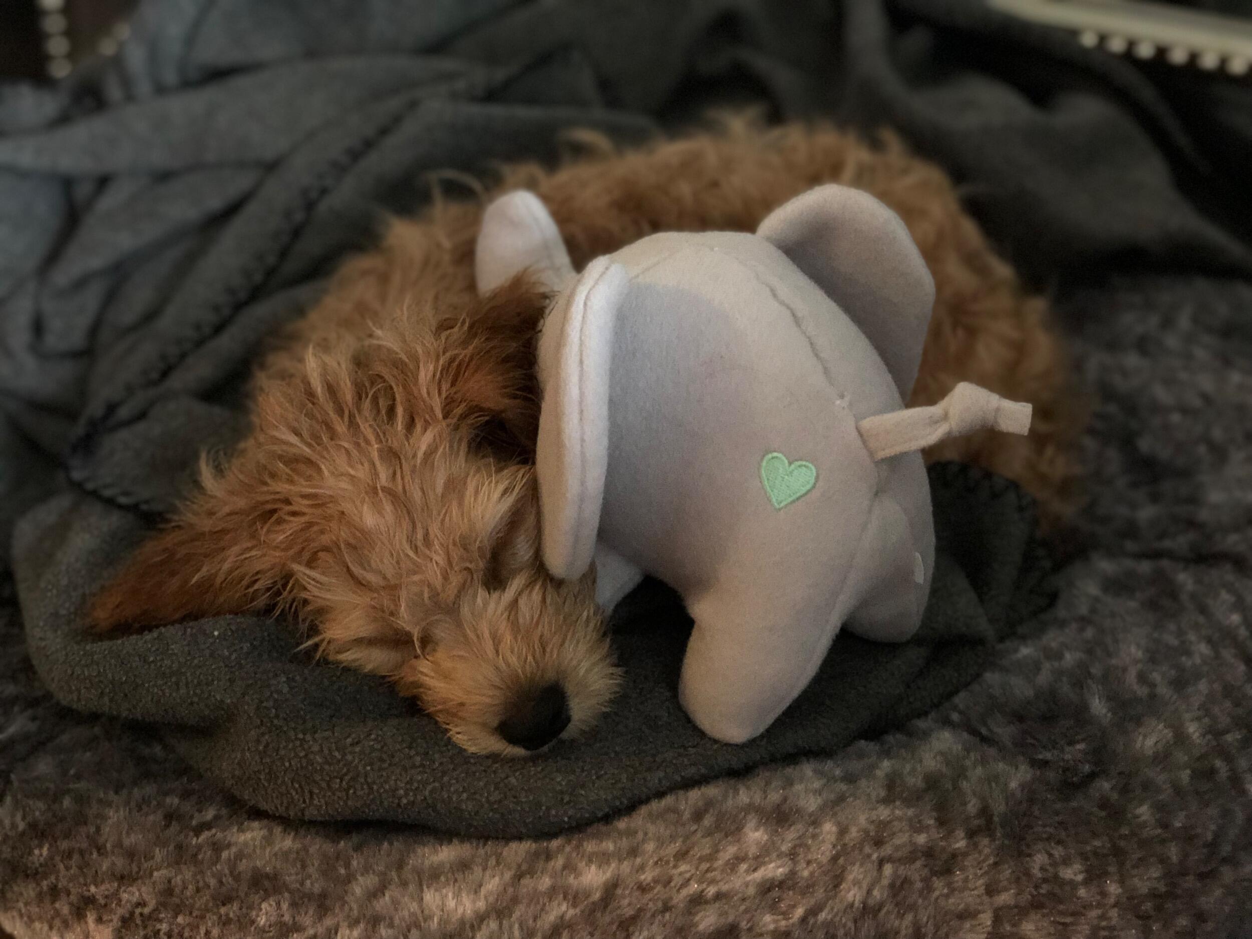 Bentley Boos Gotcha Day