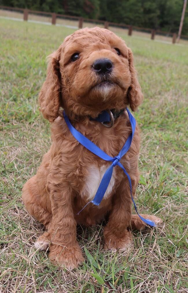Fitzy joined the family!