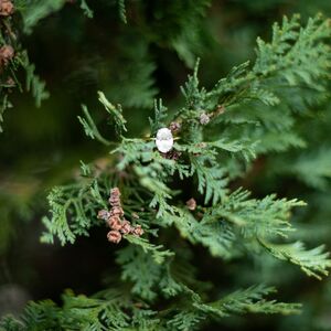 Gallery Photo 21