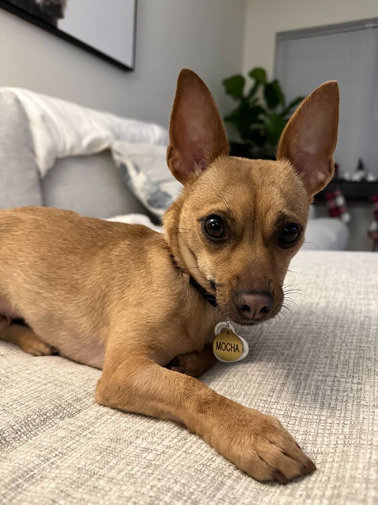 When they rescued Mocha