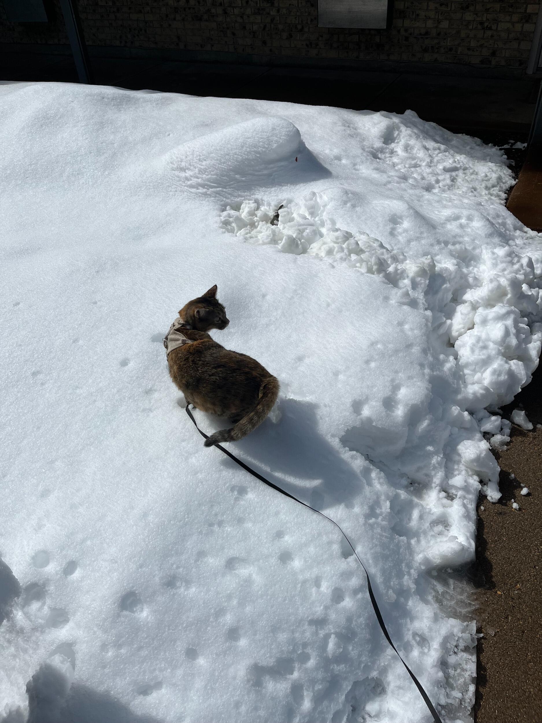 Maci on a walk!