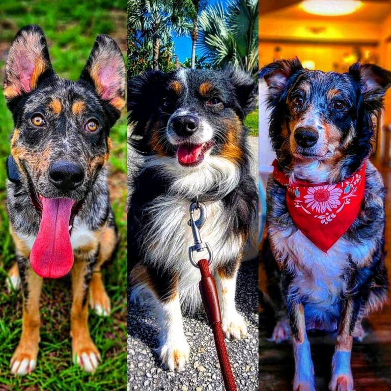 ▪︎Our Three Babies▪︎
Gotham Goose
Maverick Maximus
Harlie Quinn