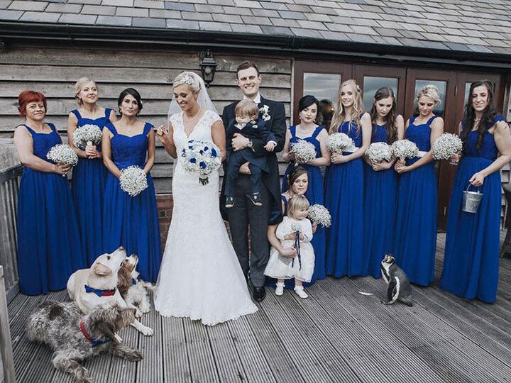 wedding party with dogs and penguin