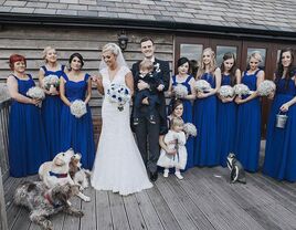 wedding party with dogs and penguin