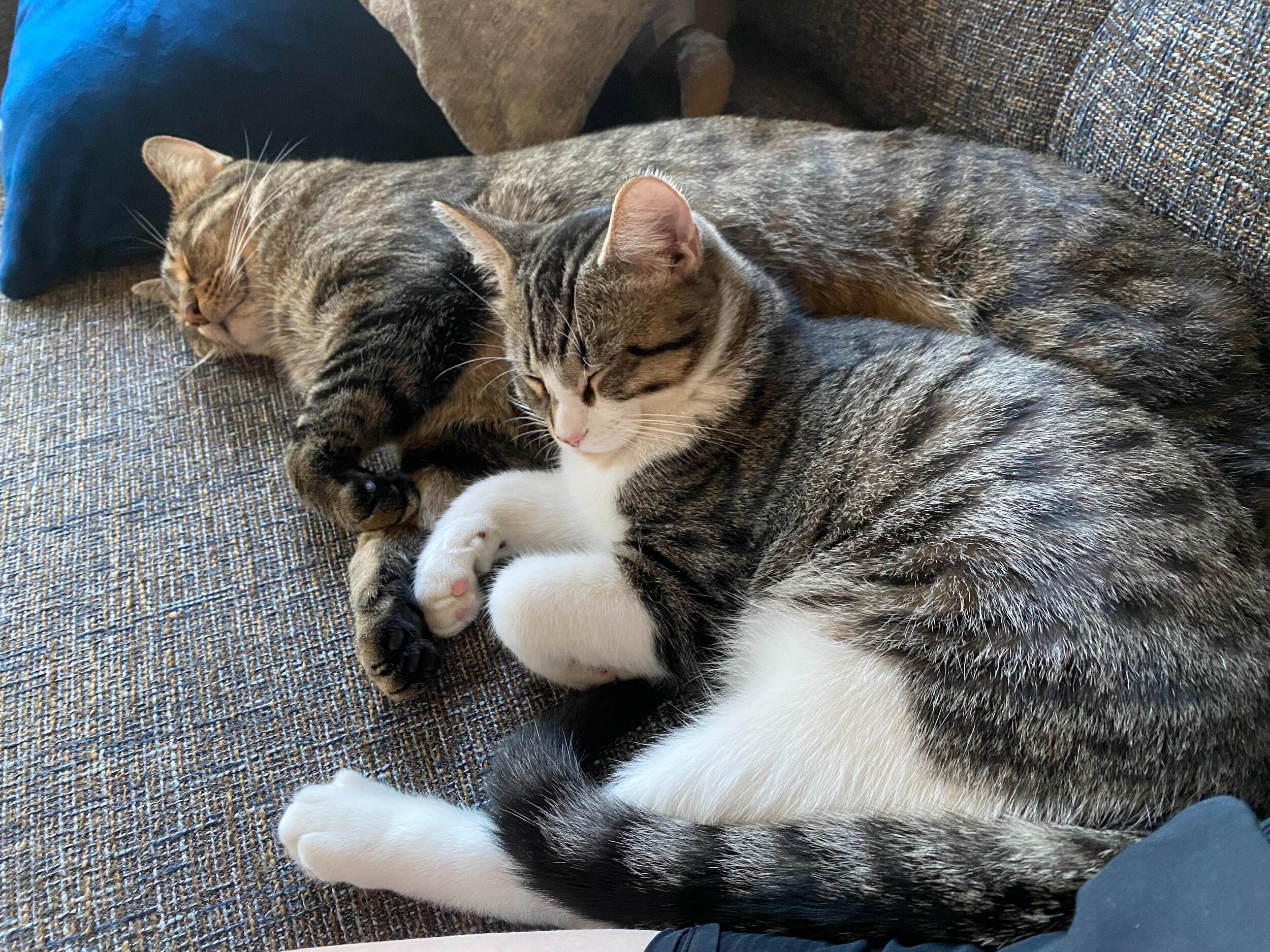 Ramen joined our little family :) 
