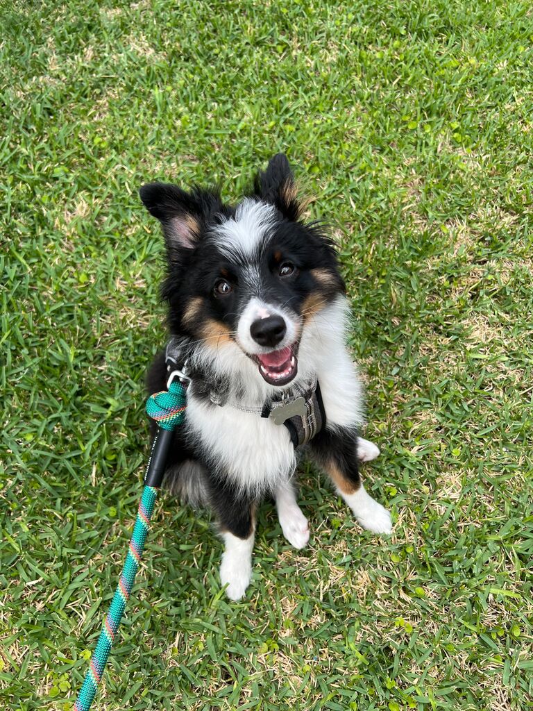 TUCKER! This little guy fell into our laps and has not left since! 