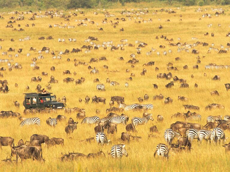 Tourists watching wildebeest and zebra migration