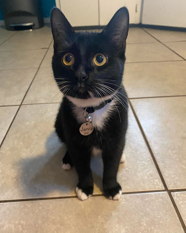Jarvis