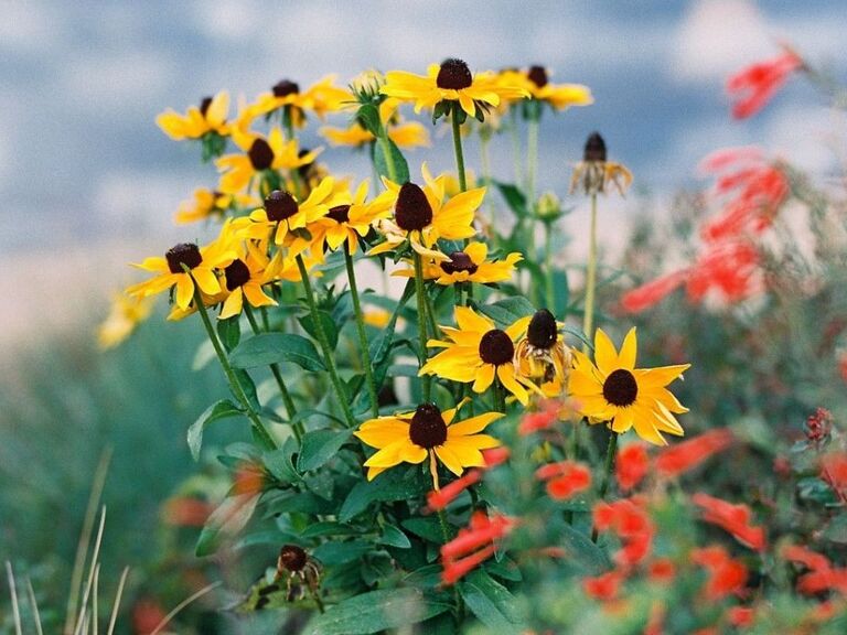 Summery and friendly black-eyed susan flowers