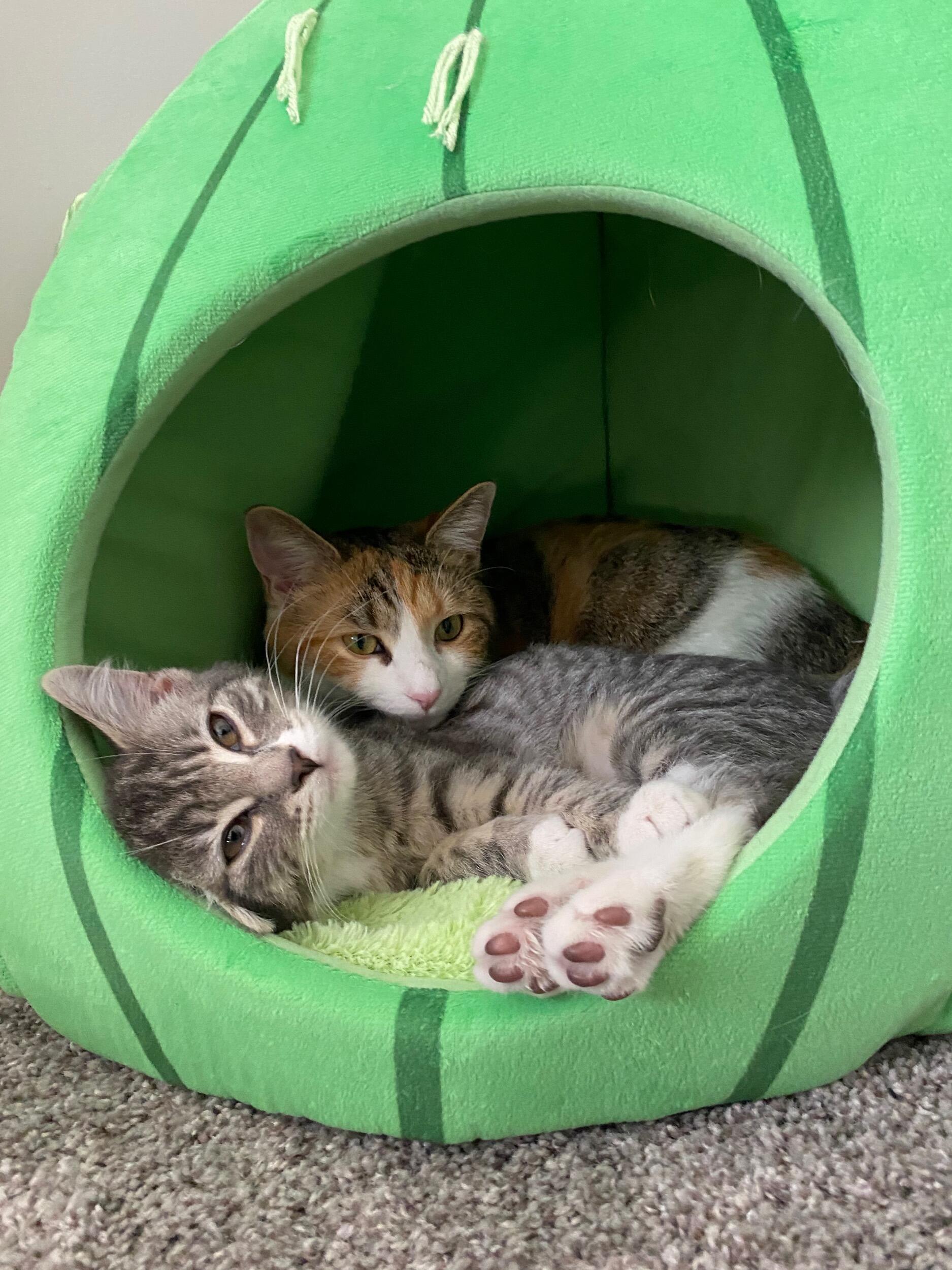 We adopt Squish! (And it takes about a week before Stella becomes her friend.)