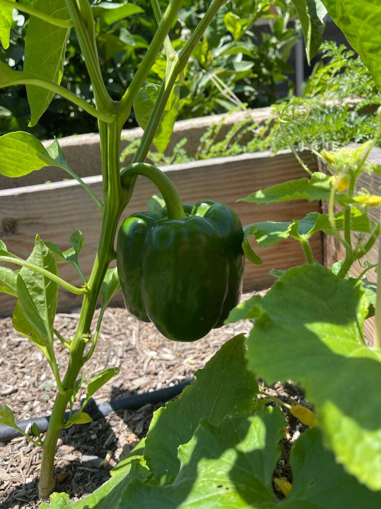 We moved in together and became expert gardeners.