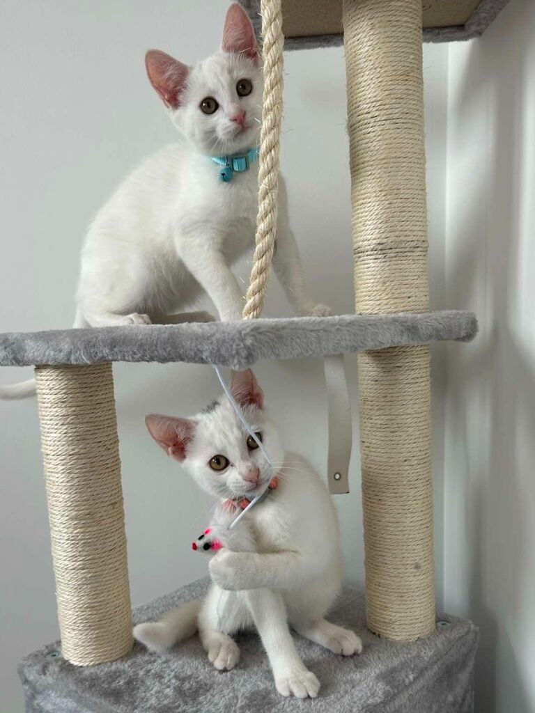After losing our ivf battle we adopted our fur babies Elsa and Robin, filling our hearts as much as they enjoy having zoomies in the middle of the night and pulling up our carpet... we wouldnt change them for the world. 