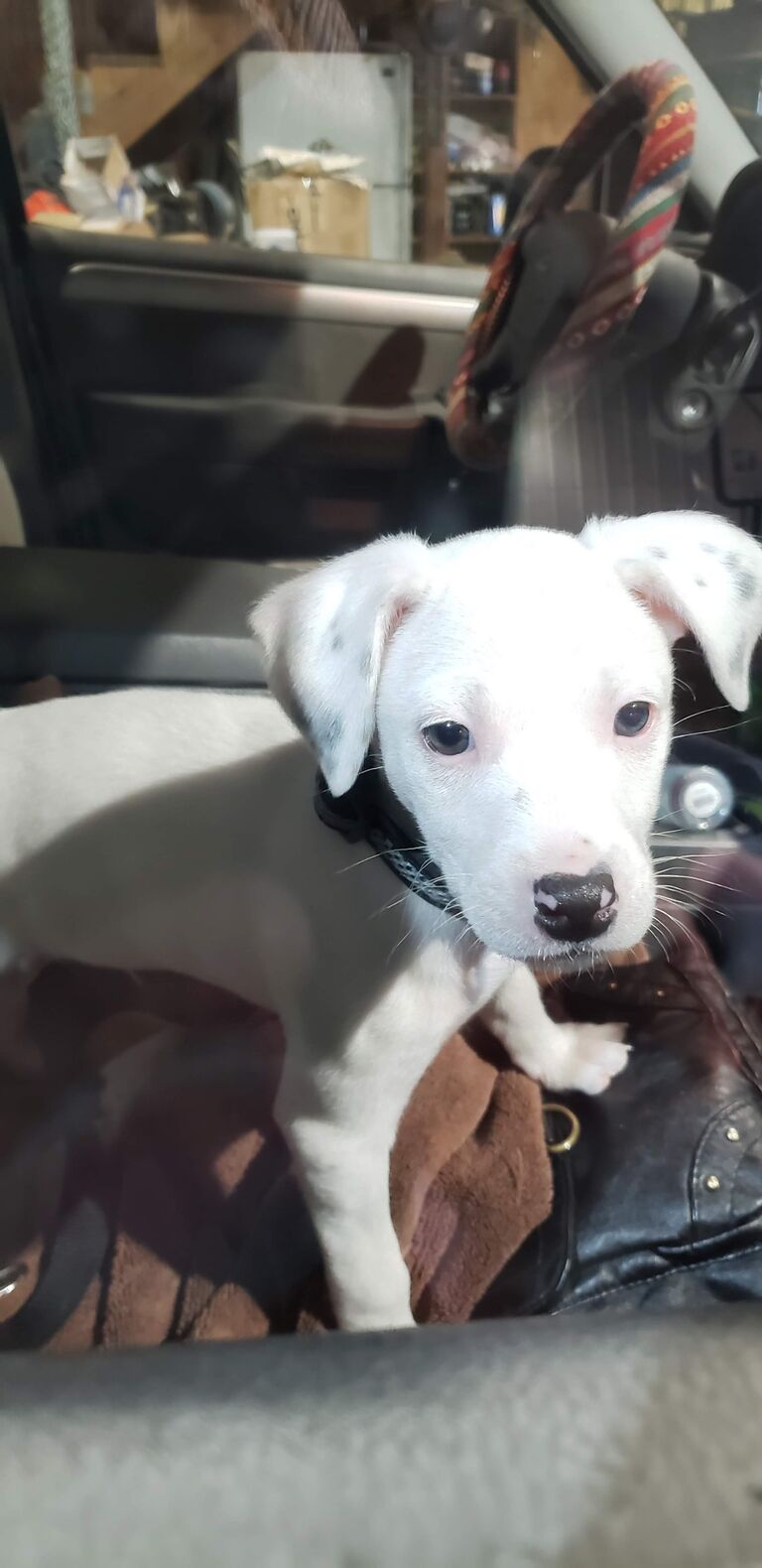 ..so we added Onyx to our little family!