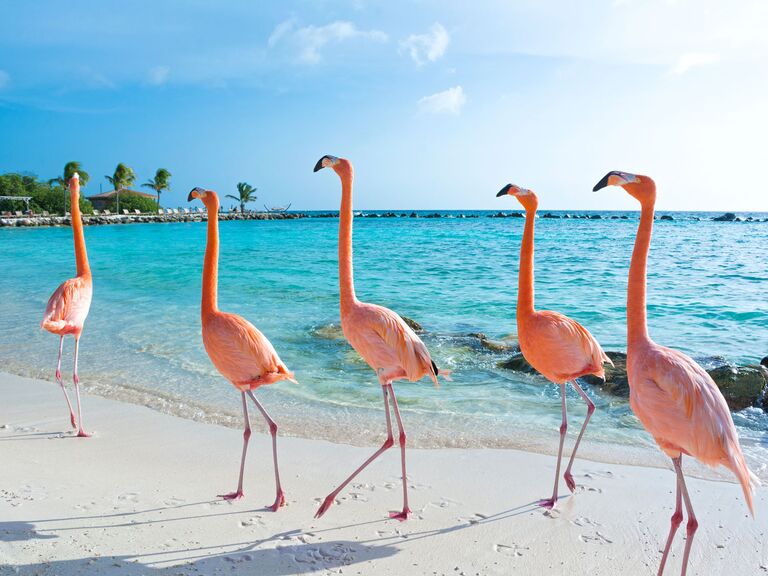 Aruba beach flamingos