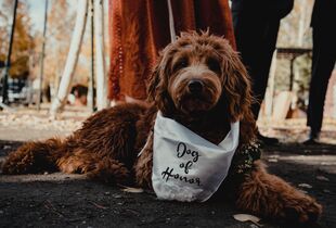 National Park Dog Fashion & Accessories - Bodie On The Road