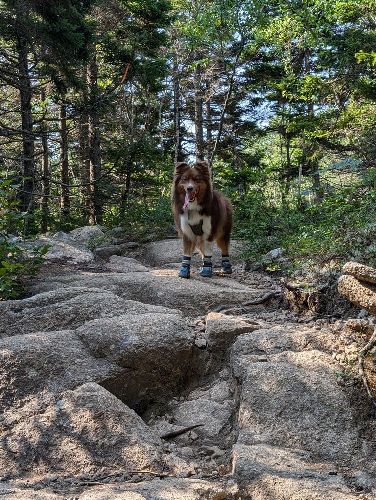 Just cause he's wearing booties. (Bar Harbor, ME)