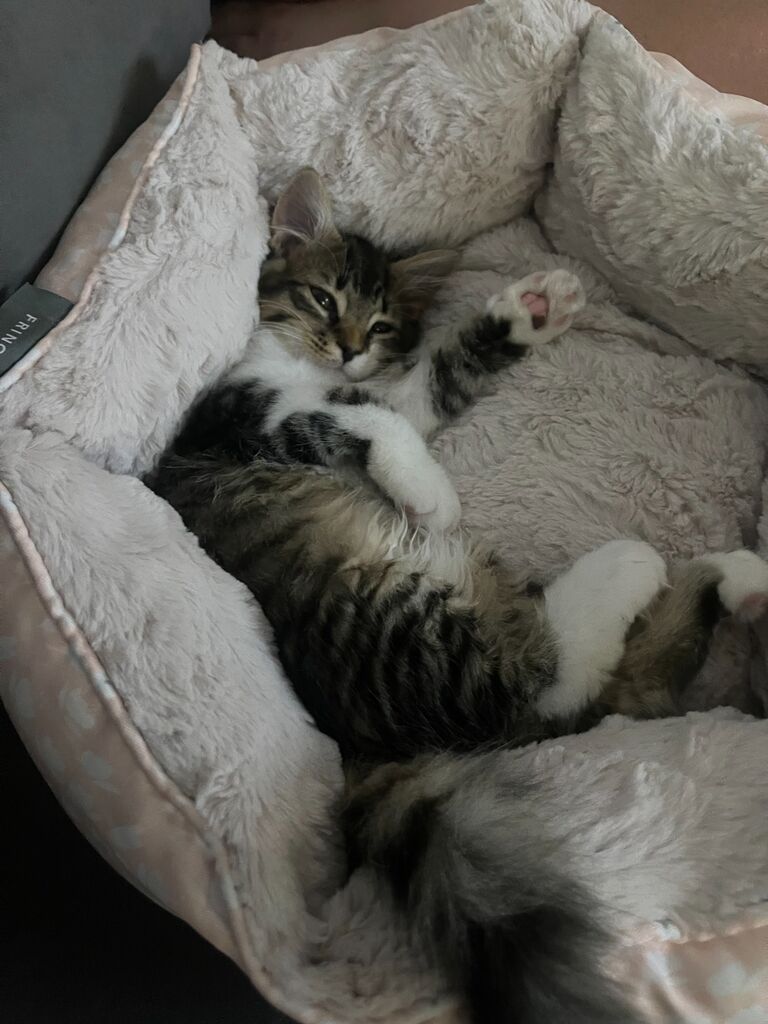 Our little house was missing something, sooooo we got PANCAKE cat!