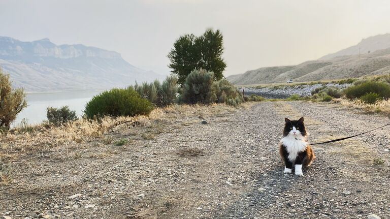Max and I moved back to Virginia by taking a road trip across the country.  Our cats joined us for the adventure.