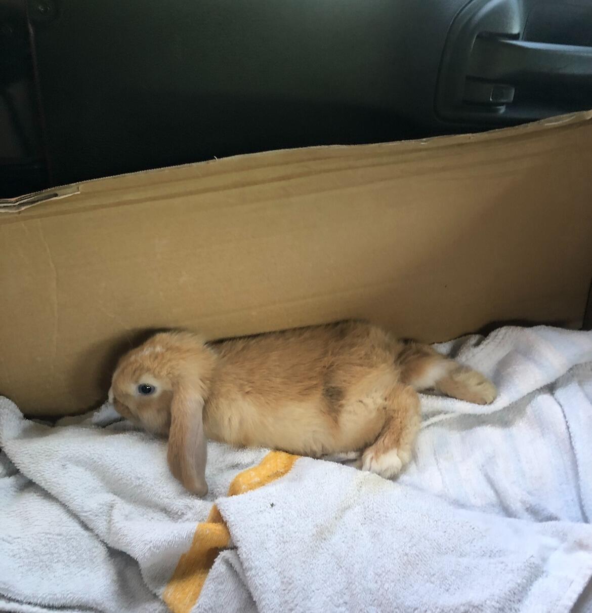 Adoption of our son, Moscow. Otherwise referred to as "Butthead", "Mista", or "Chicken". 