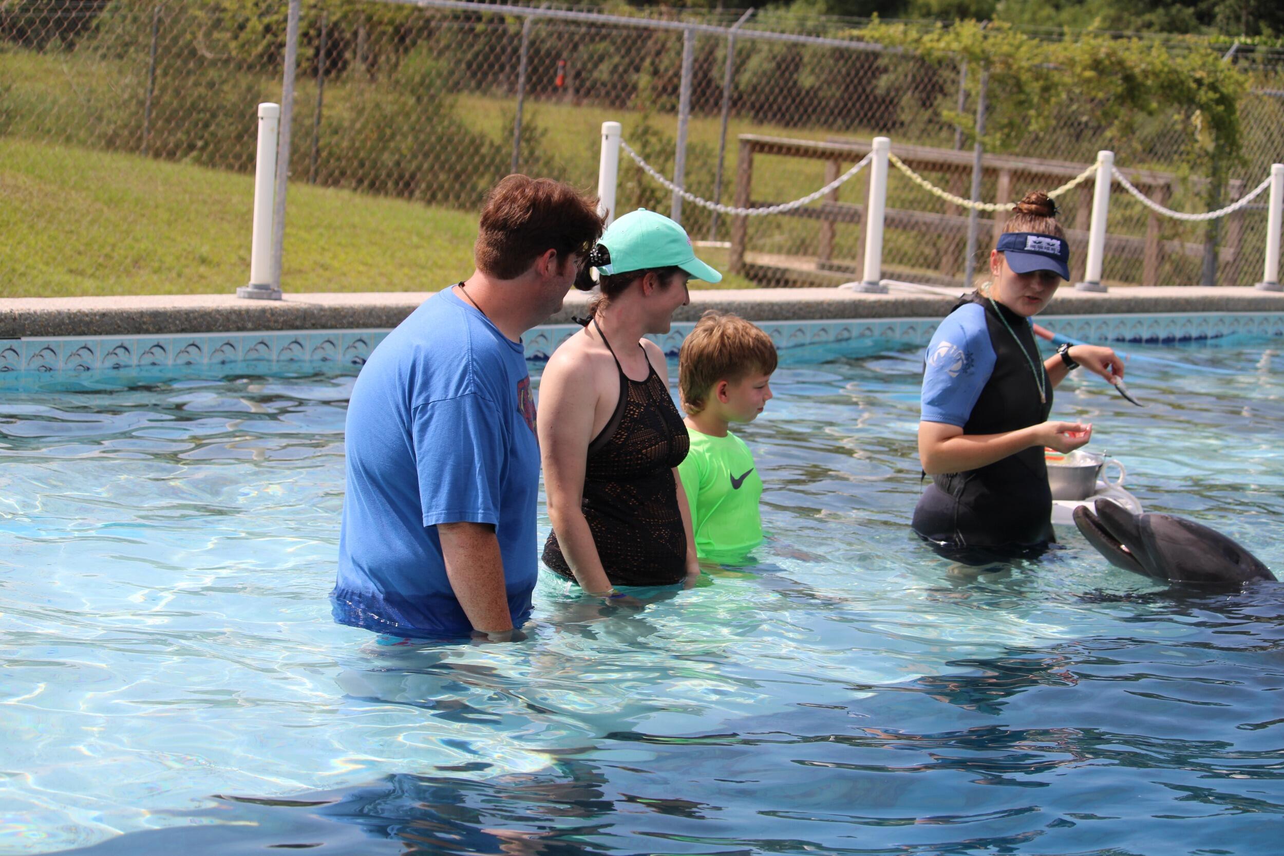 Dolphin Swim