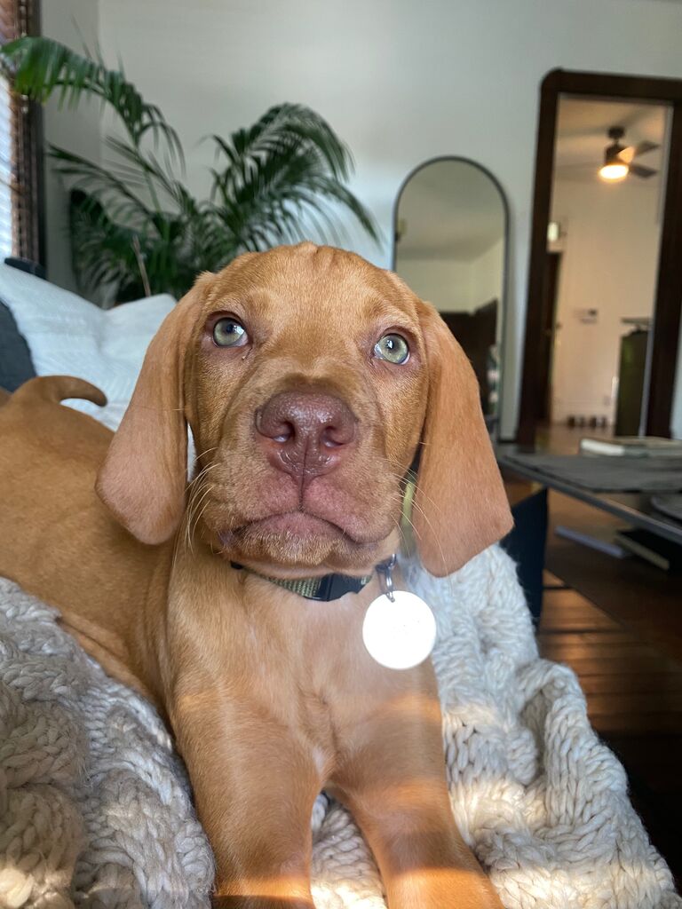 We adopted our first fur-baby - Forrest Eugene.