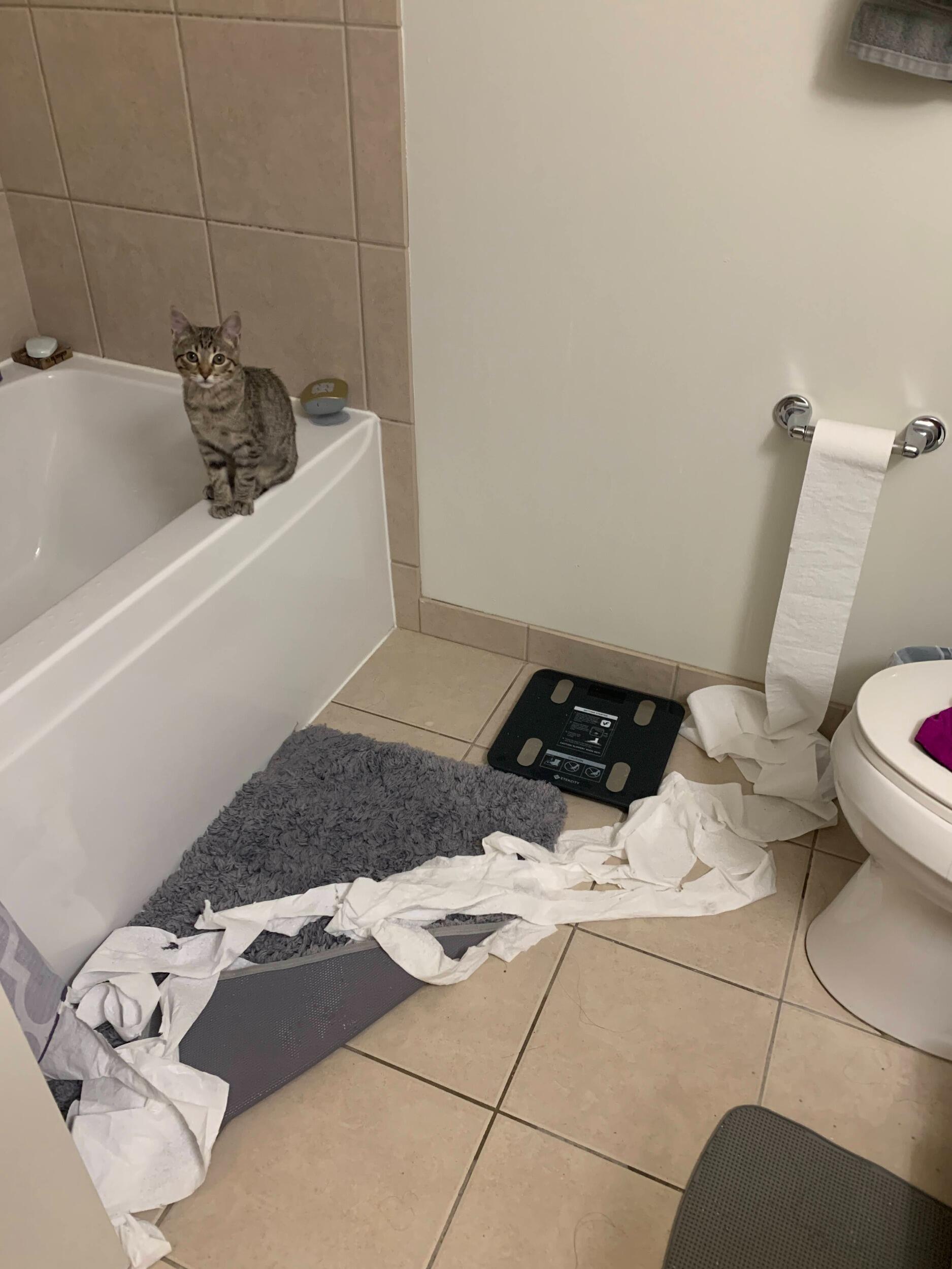 Adopted the first baby, Quartz!!! Here is how she showed her appreciation