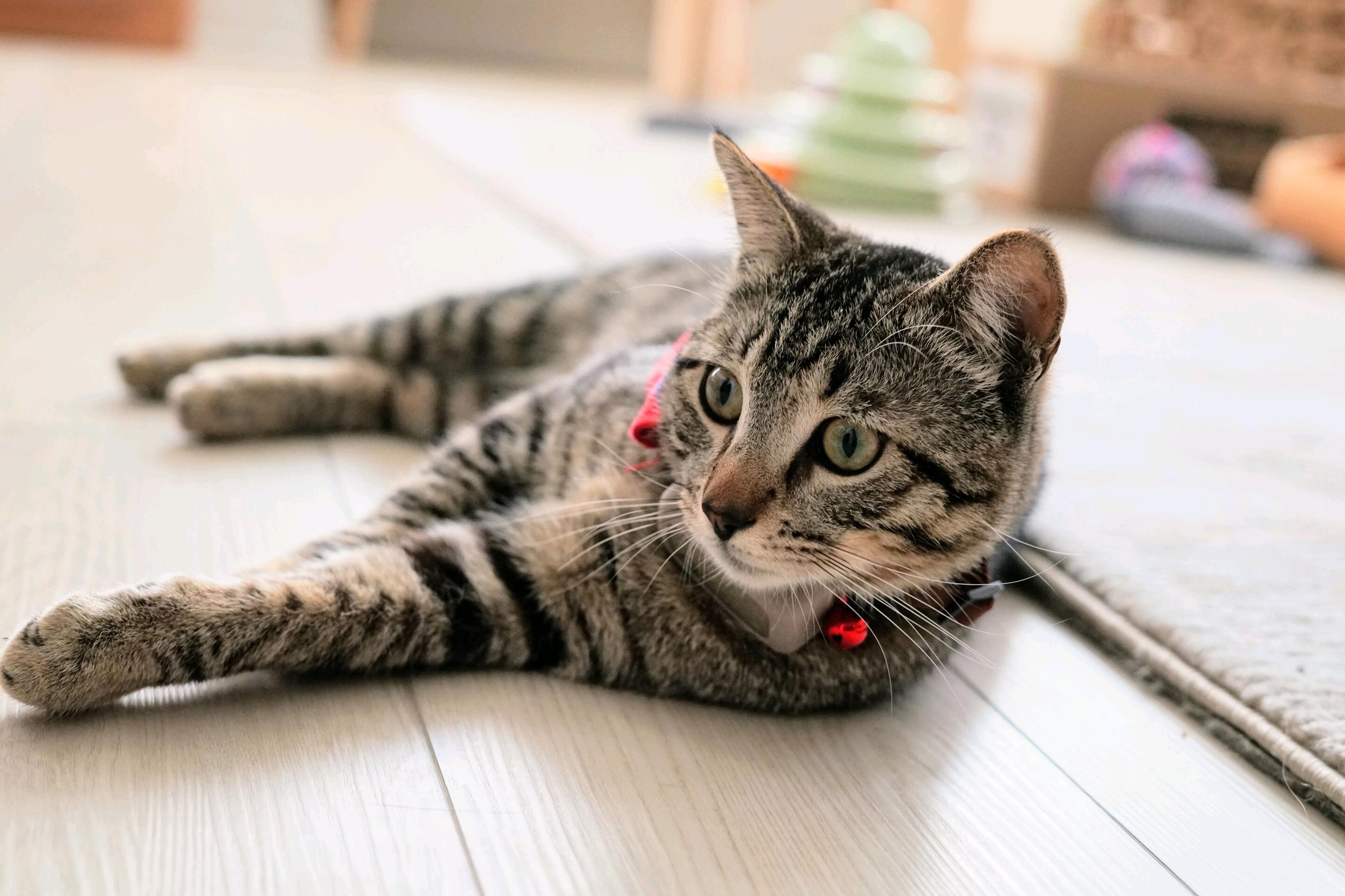 Brought home Kobe, the coolest cat in the game.