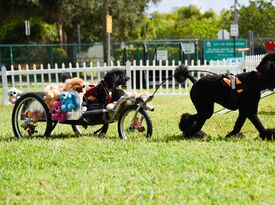 Circus Dog Show by Menestrelli Entertainment, LLC - Animal For A Party - Orlando, FL - Hero Gallery 3