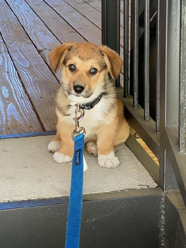 "Gotcha Day" For our 1st puppy together, Mackey.