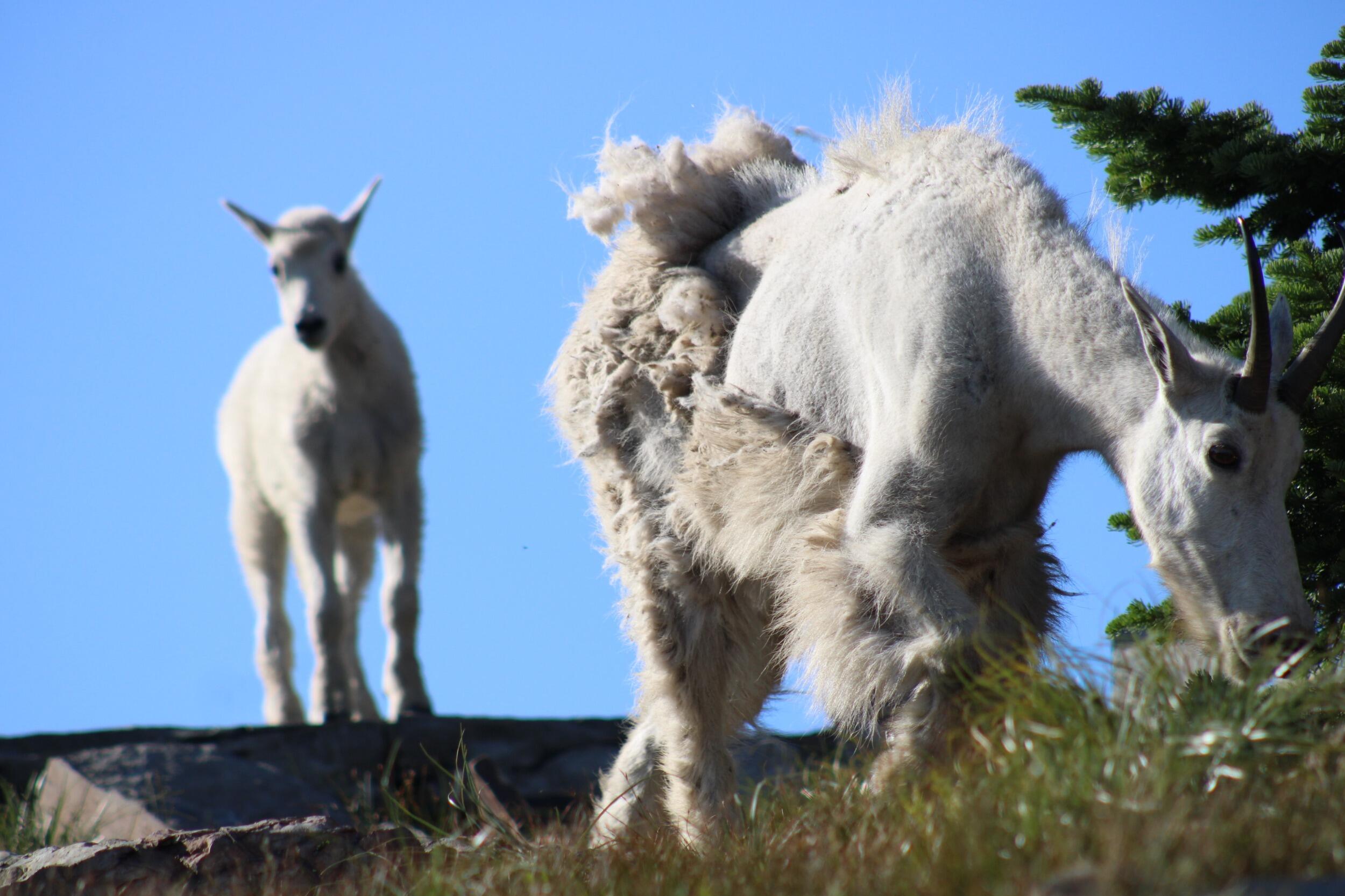 Even though Alex and Crystal lived 2 hours apart for the summer, they took many weekend trips together. One trip they did over the summer was hiking a mountain to see mountain goats. There were about 20 goats on the top of the mountain!