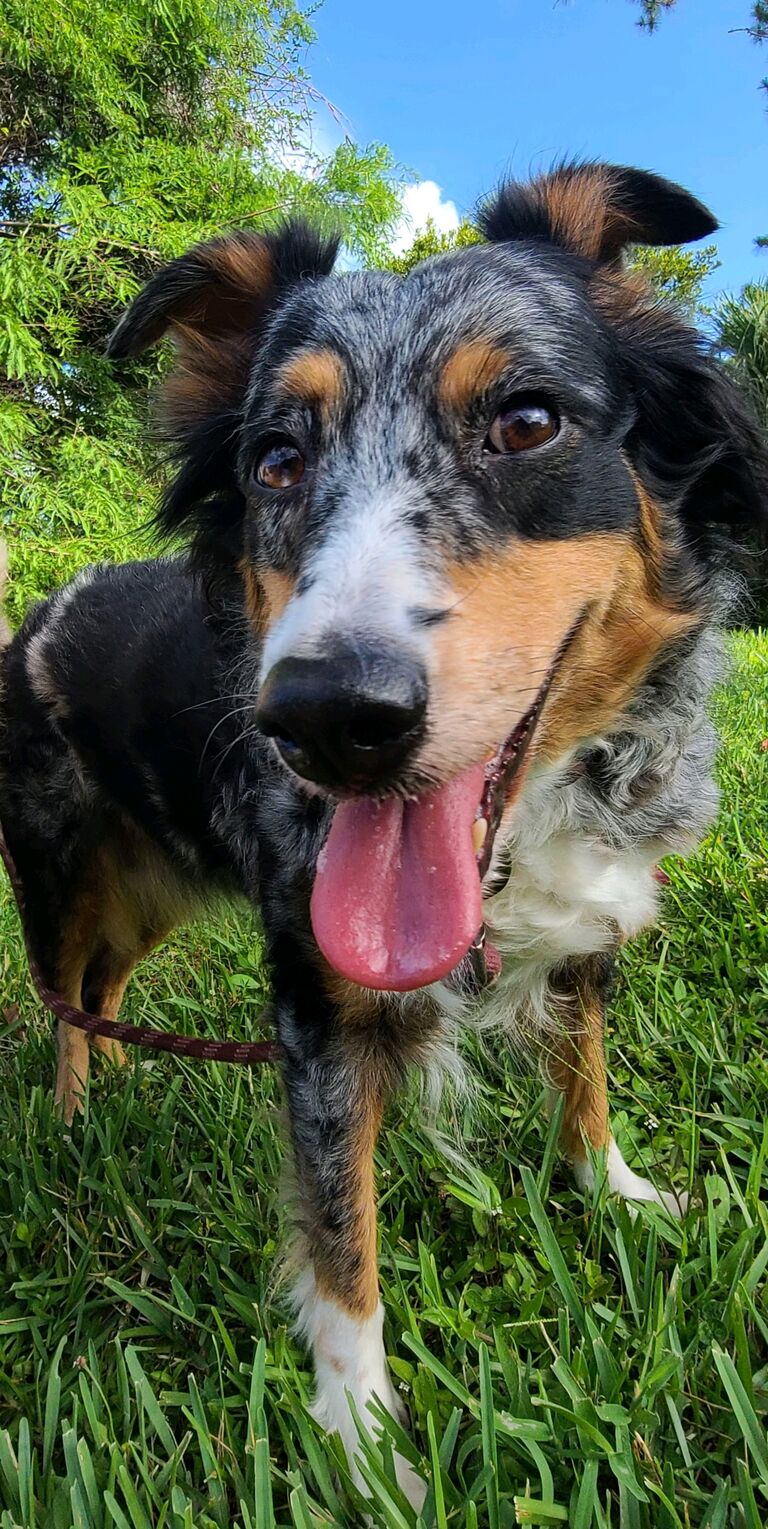🐾🤍♦️What would have been Harlie's 9th Birthday♦️🤍🐾