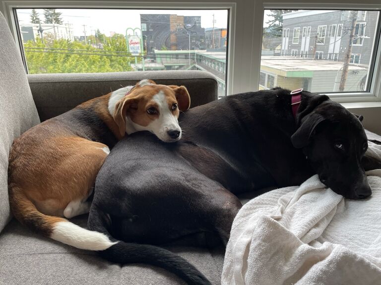 Harper eventually learned to love her big brother. All it took was a 3,000 mile move across the country to make her warm up to him.