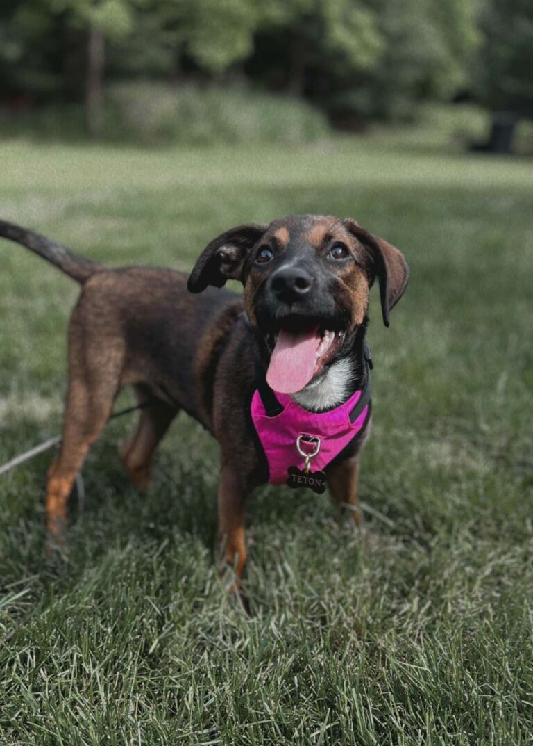 Adopted Teton
