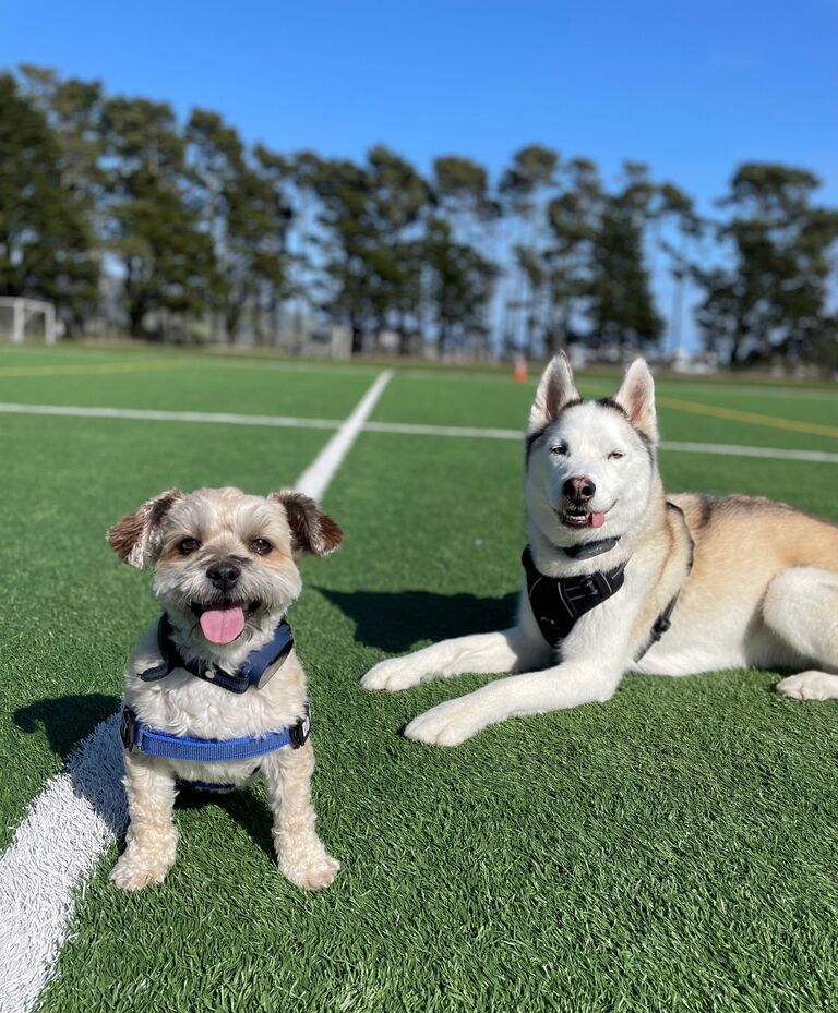 Our baby boys.