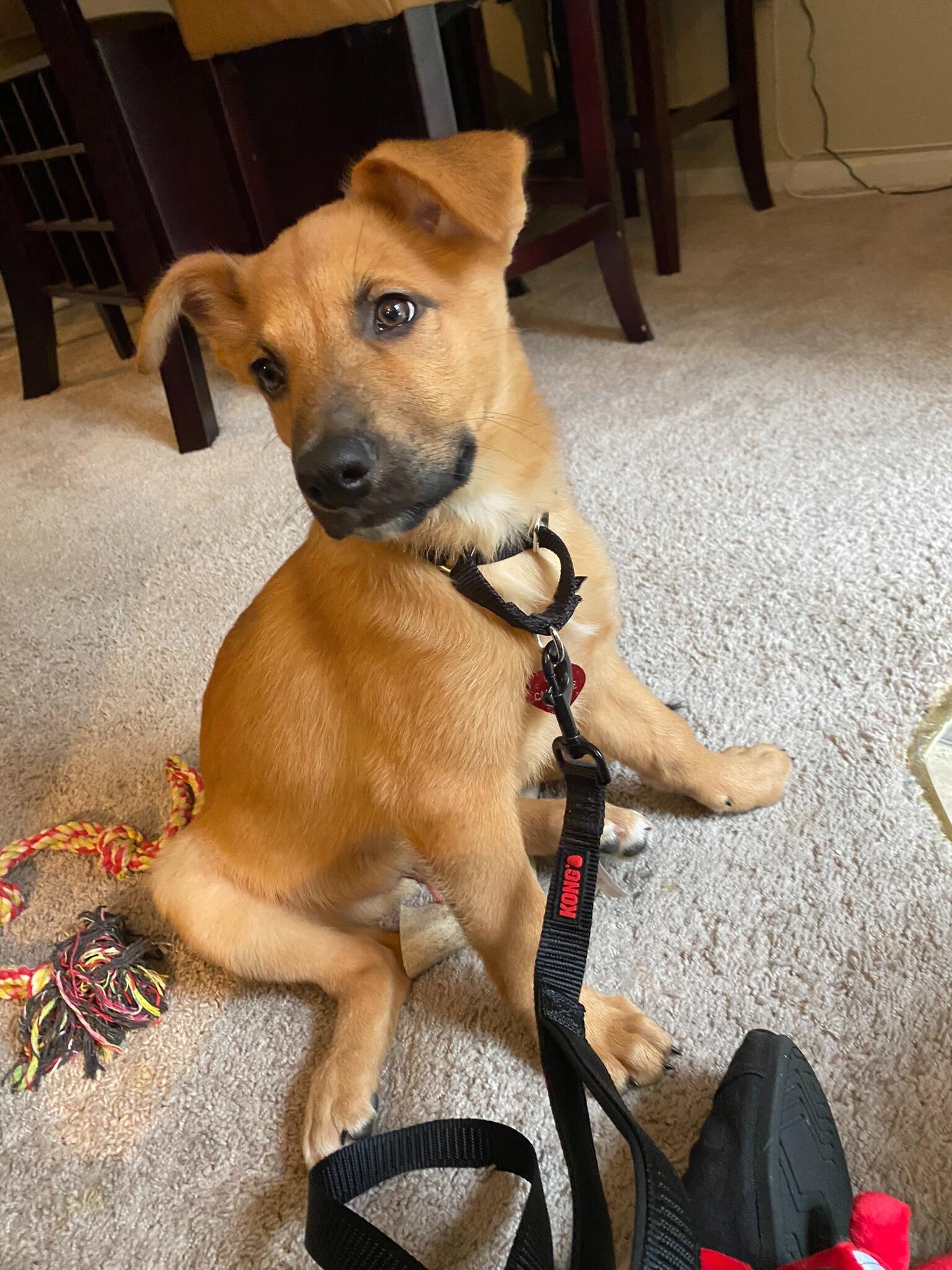 We added a new member to our family- our Teddy Bear! 