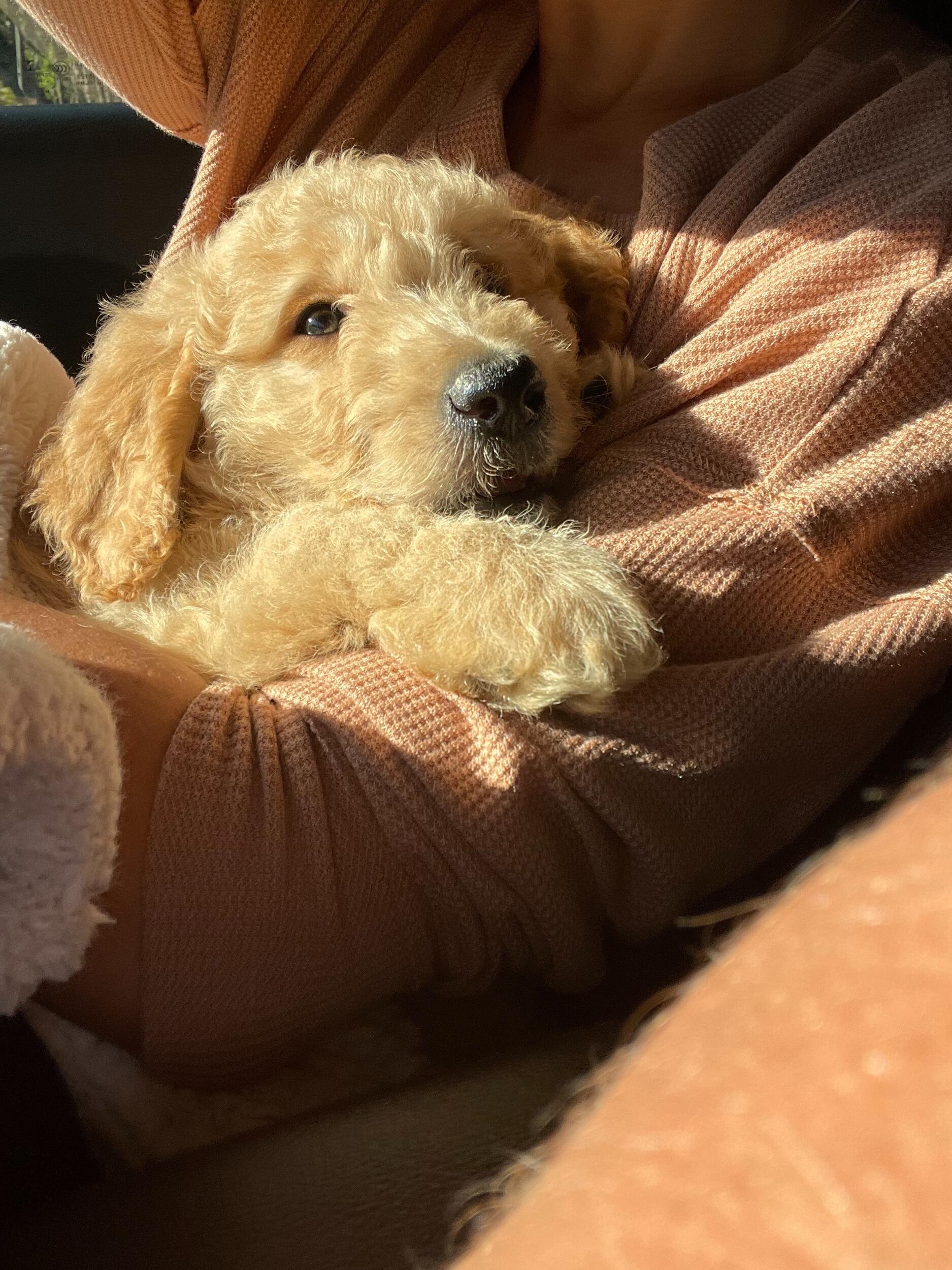 We got a puppy!!